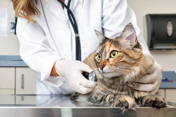 visita dal veterinario
