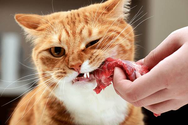 gatto che mangia la carne cruda