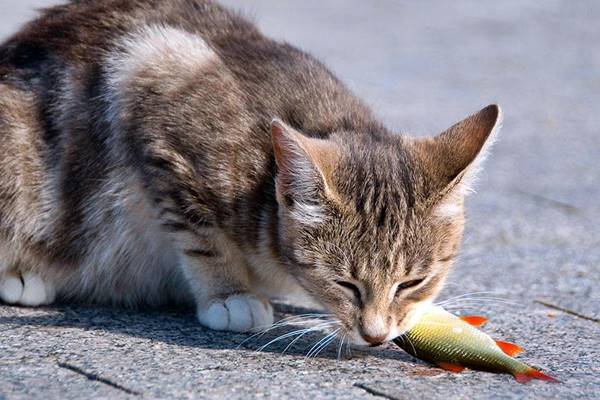 gatto che mangia un pesce crudo