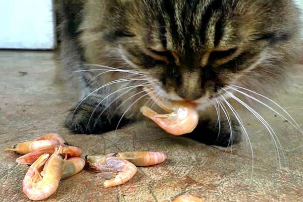 gatto non deve mangiare i gamberetti