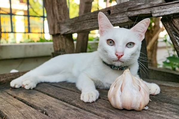 aglio fa male ai gatti