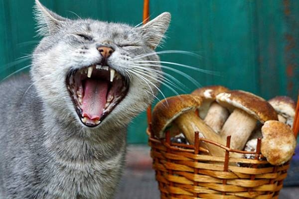 gatto che mostra i denti