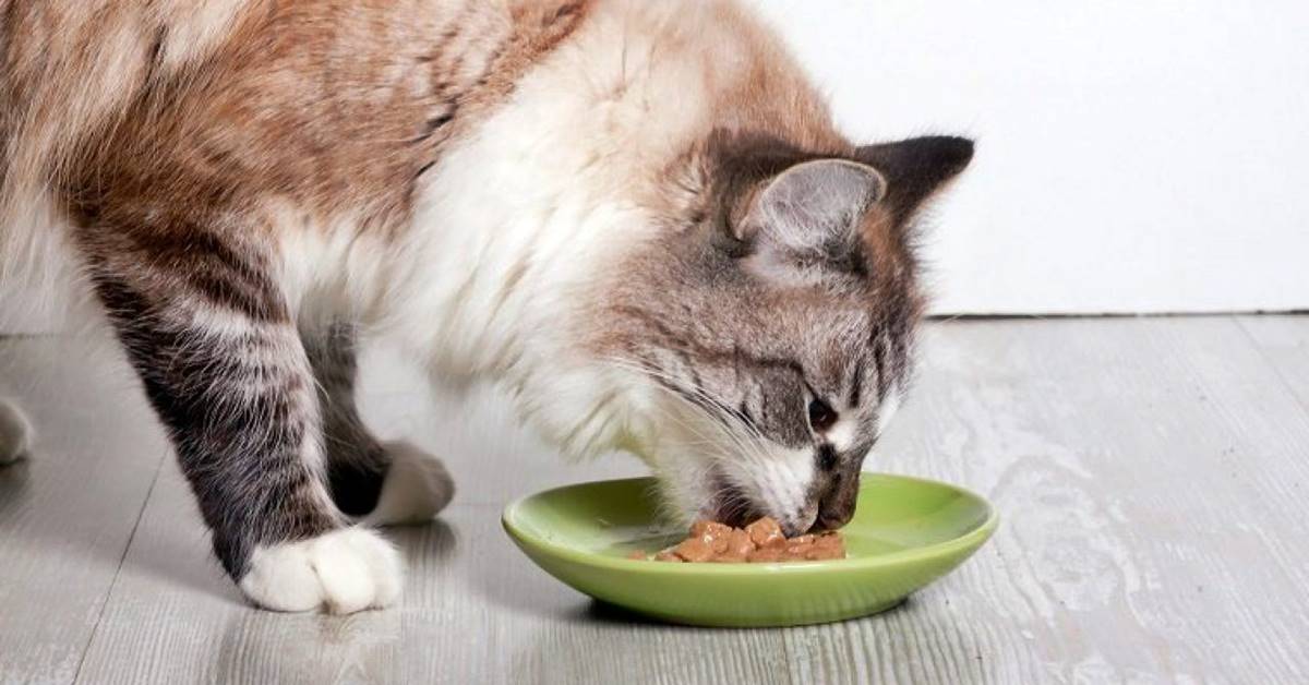 15 Alimenti Tossici Per I Gatti
