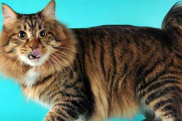 bobtail americano gatto con la coda mozza