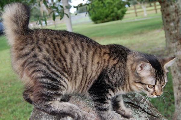 gatto dal mantello rigato