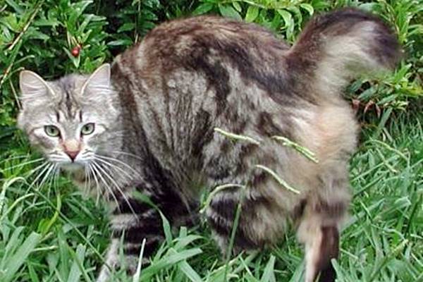 bobtail americano che vive nella natura