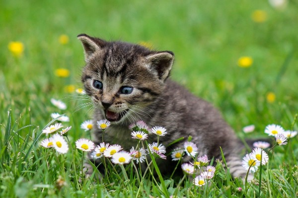 gatto sul prato