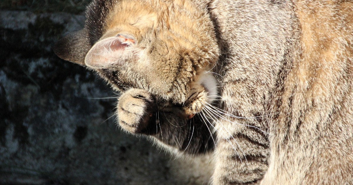 Avvelenamento da contatto nel gatto, cosa sapere?