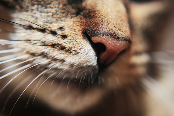 naso del gatto