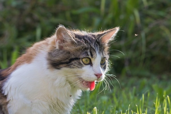 gatto che respira male