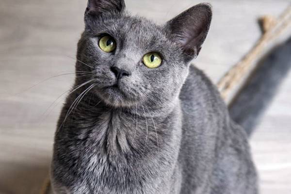 gatto con il pelo corto e fitto