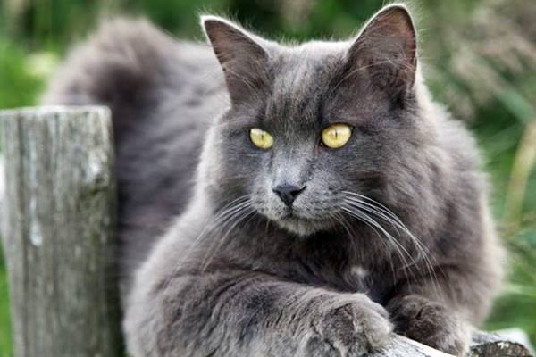 gatto di razza nebelung