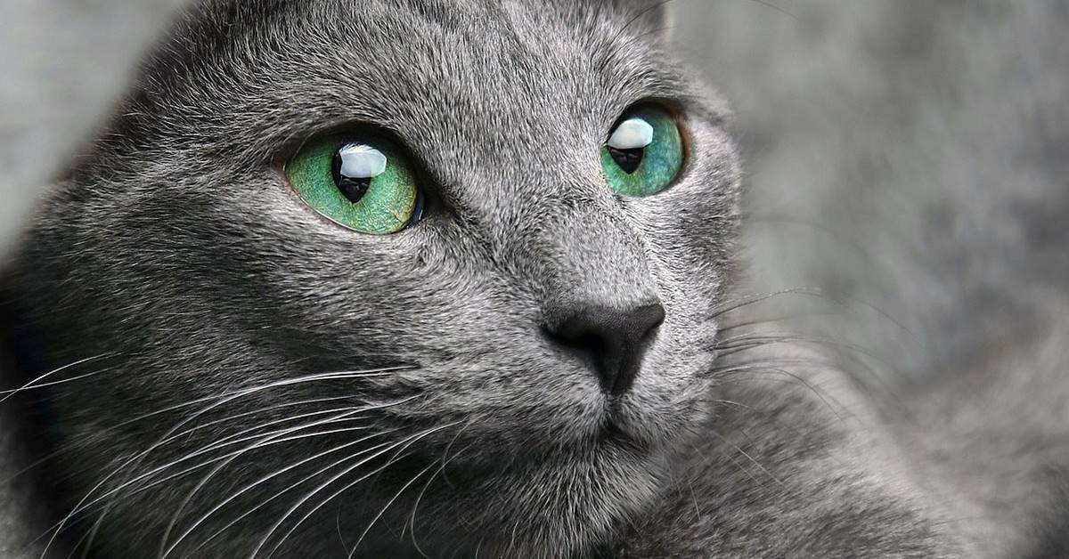 gatto con gli occhi di colore verde