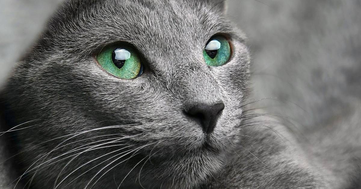 Gatto Blu di Russia, origini: tutte le curiosità e la sua storia