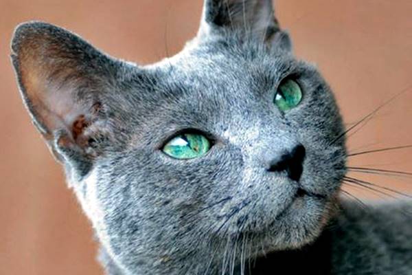 gatto grigio e blu con gli occhi verdi