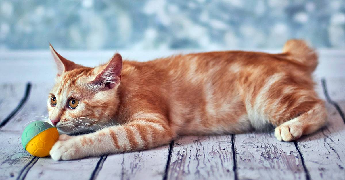 Bobtail Americano, a chi è adatto? Ecco con chi va d’accordo