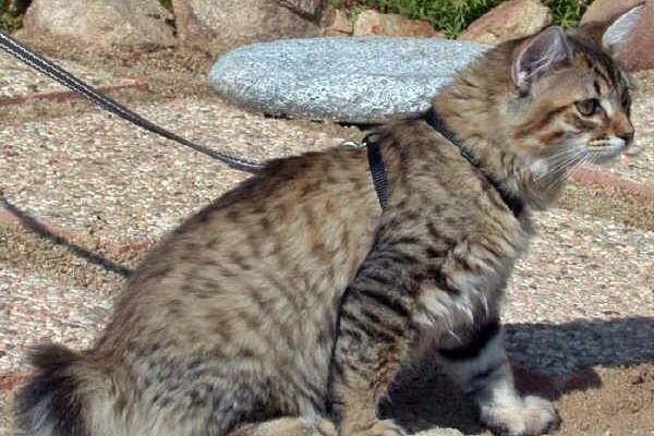 passeggiare con il gatto al guinzaglio