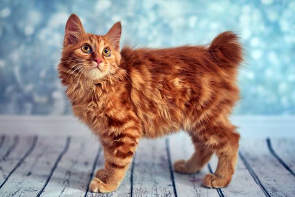 bobtail americano di colore rosso