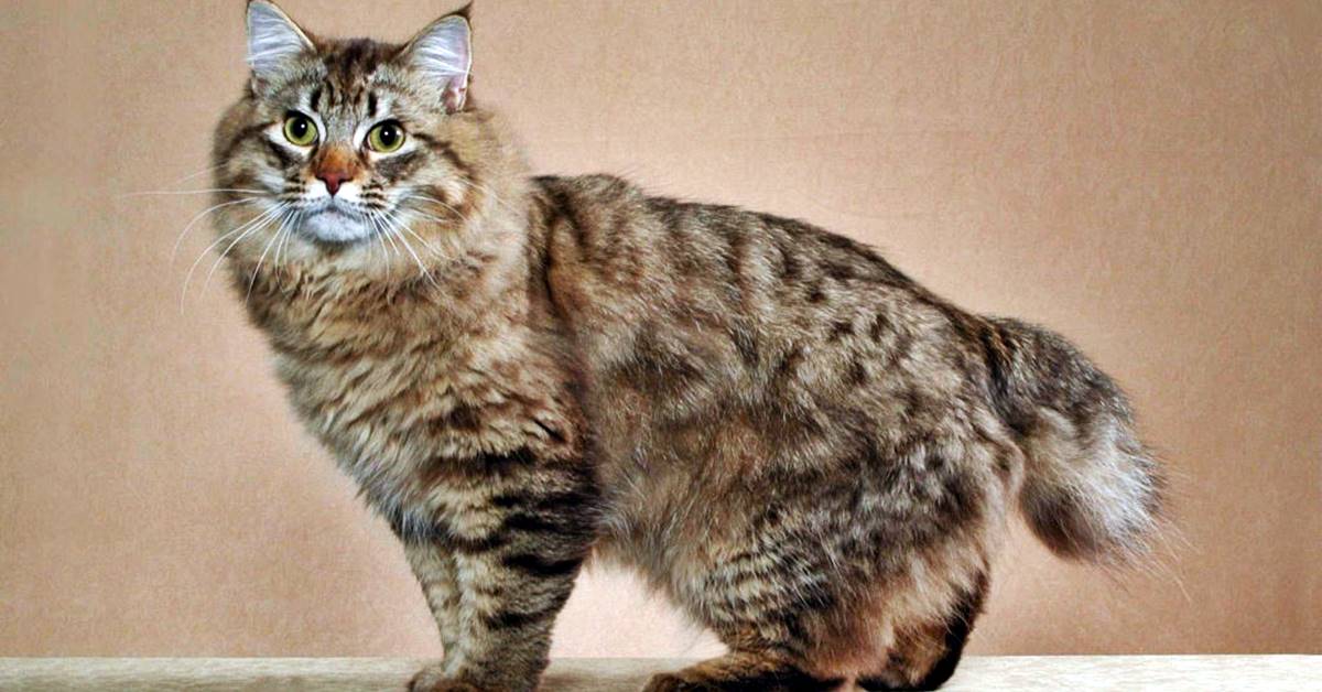 Bobtail Americano, storia: cosa sapere sulle sue origini