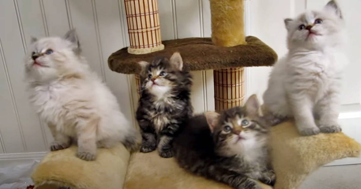 Bobtail Americano, video dolcissimi per conoscere questo gatto