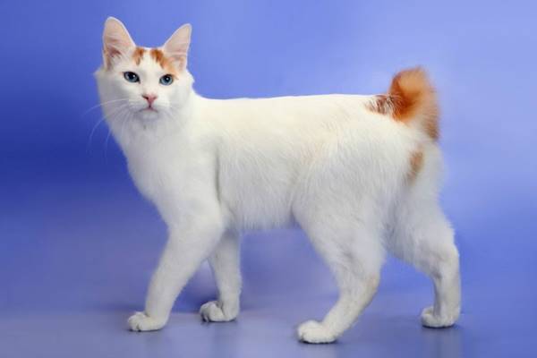 bobtail giapponese di colore bianco e rosso