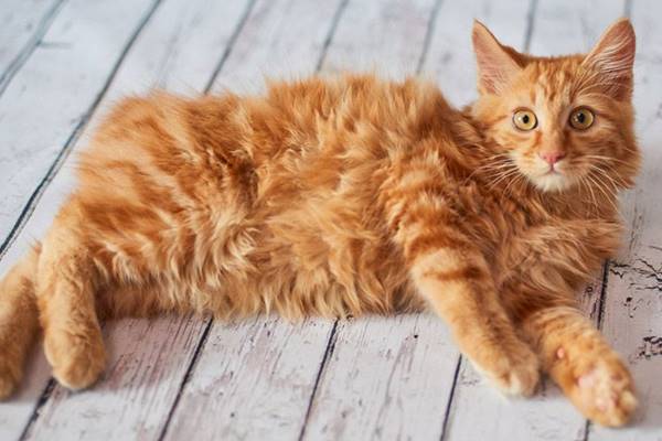 cucciolo con il mantello rosso tabby