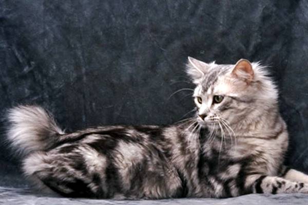 gatto con il mantello grigio tigrato