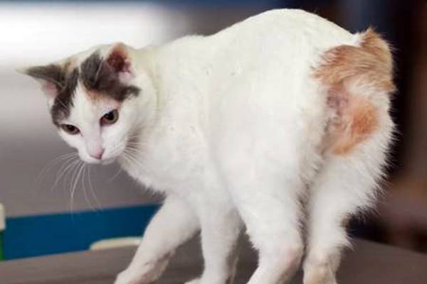 gatto a pelo corto bianco e marrone