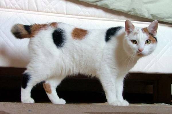 accudire un bobtail giapponese in casa