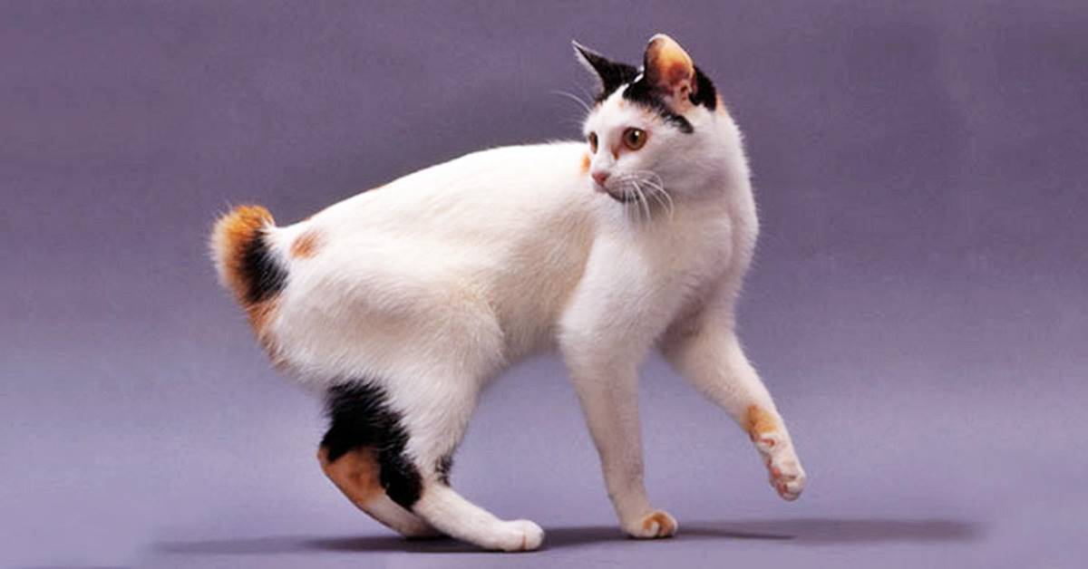 bobtail giapponese origini 10 من أفضل سلالات القطط التي يمكن تربيتها مع الكلاب 6 10 من أفضل سلالات القطط التي يمكن تربيتها مع الكلاب