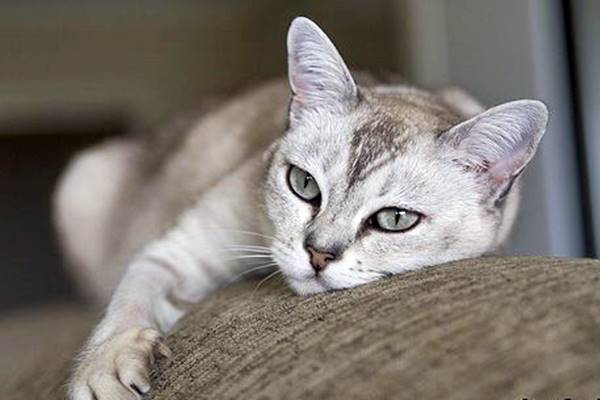 varietà tabby del burmilla