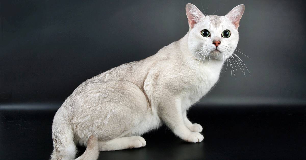 Burmilla, aspetto e caratteristiche di questo gatto bellissimo