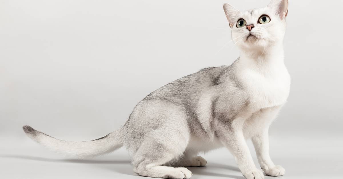 gatto con il pelo color argento