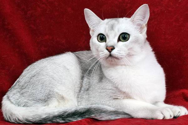 gatto con il mantello bianco a riflessi argentati