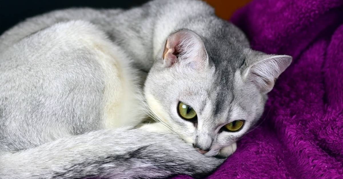 Gatto Burmilla: salute, malattie e aspettative di vita