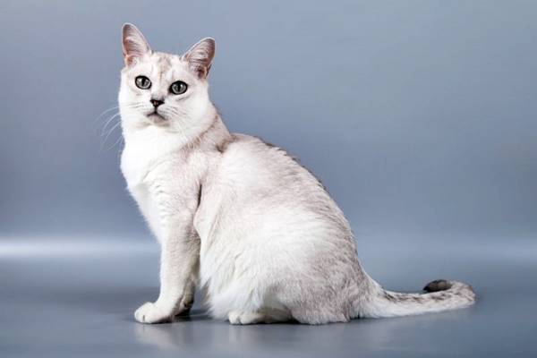 gatto a pelo bianco con sfumature argento