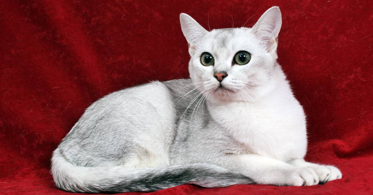 Burmilla, storia e origini: cosa sapere su questo gatto