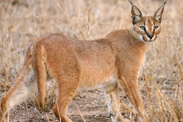 lince del deserto che vive in africa e asia