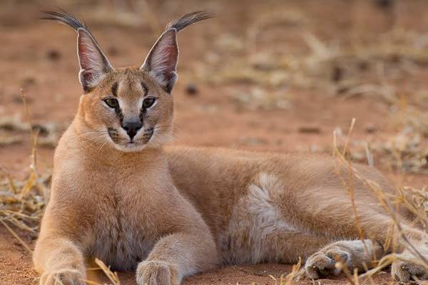 gatto selvatico che riposa