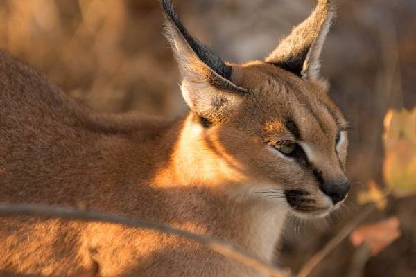 testa piccola del caracal