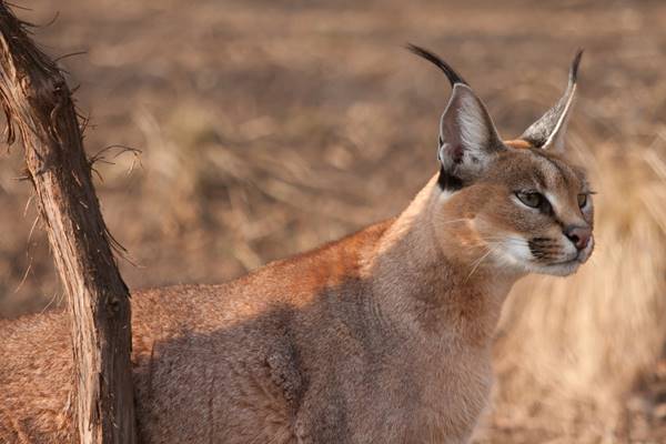 predatore notturno che caccia le sue prede