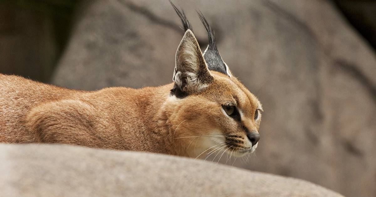 Caracal addomesticato, può esistere? Cosa sapere davvero