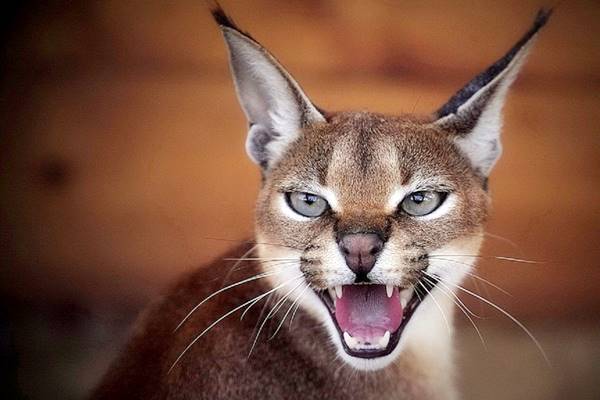 caracal pericoloso per l'uomo