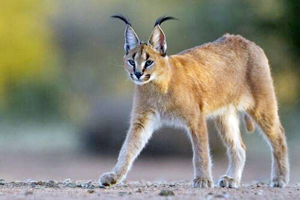 un caracal nel suo habitat naturale