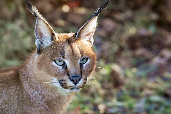 muso della lince del deserto