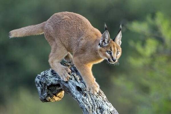 caracal che si arrampica su un ramo