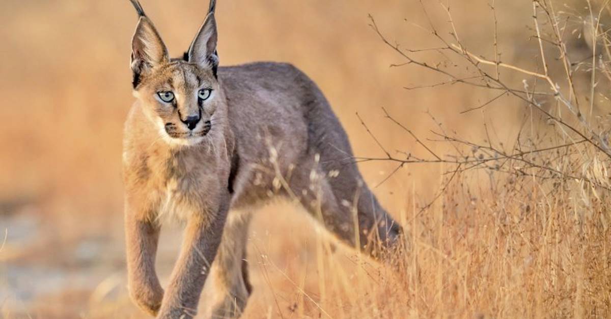 Caracal, è un gatto sì o no? Ecco cosa bisogna davvero sapere