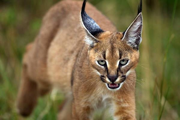 gatto che vive nella natura selvaggia