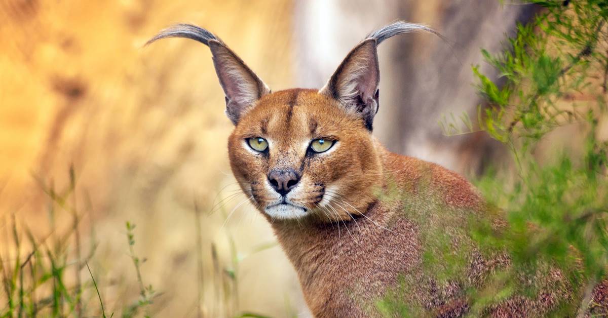 Caracal o Caracat: esiste una differenza oppure no?