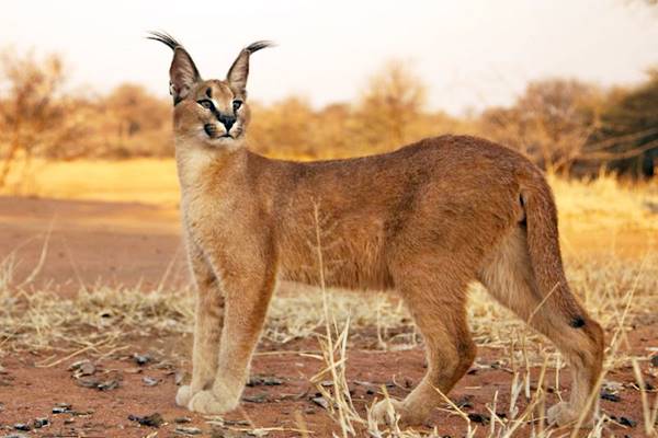 gatto che vive nel deserto